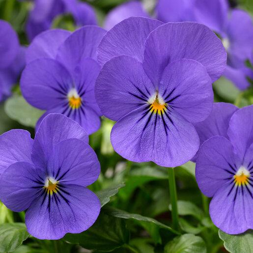 Viola Cornuta 'sorbet Xp True Blue' - View 23 from www redcrocus com