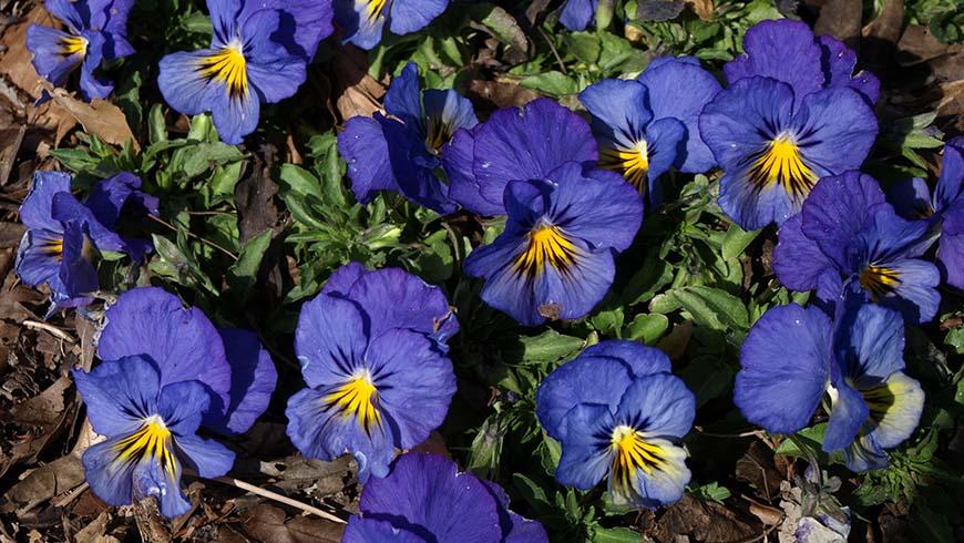 Viola Cornuta 'sorbet Xp True Blue' - View 24 from www redcrocus com