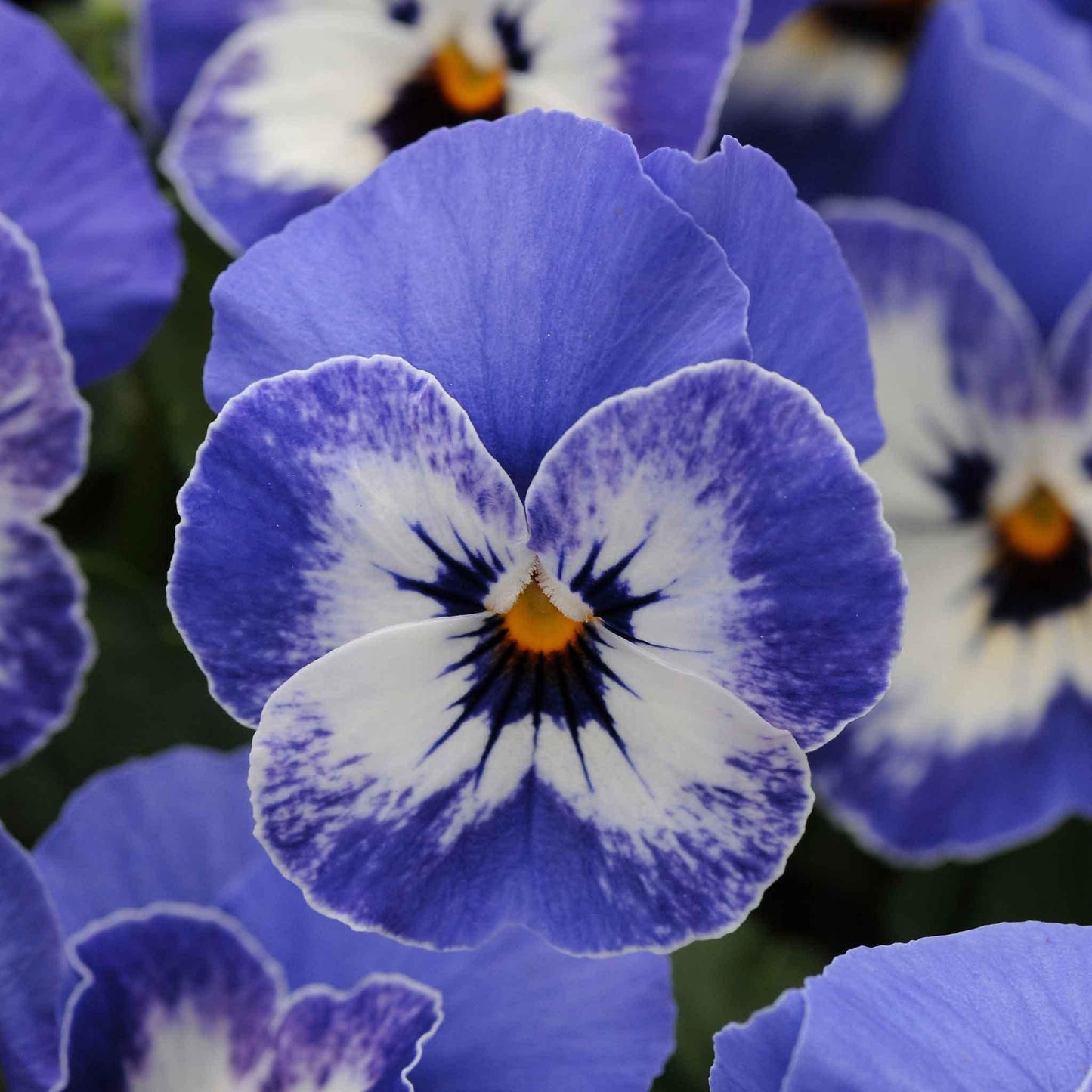 Viola Cornuta 'sorbet Xp True Blue' - View 25 from www redcrocus com