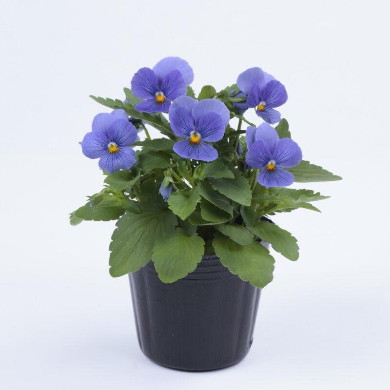 Viola Cornuta 'sorbet Xp True Blue' - View 28 from www redcrocus com