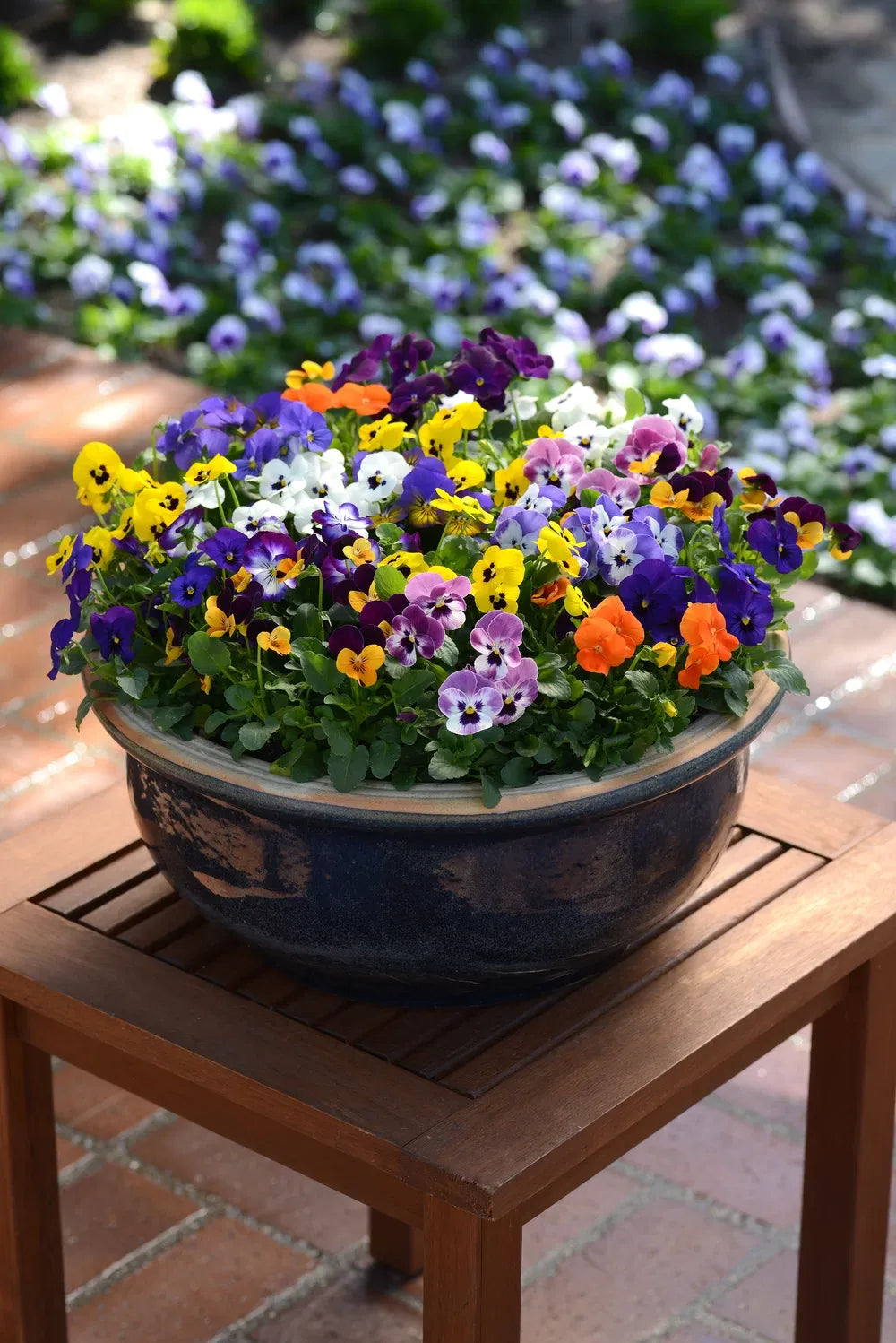 Viola Cornuta 'sorbet Xp True Blue' - View 29 from www redcrocus com