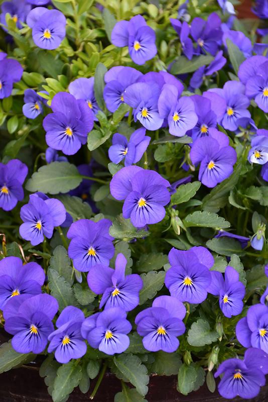 Viola Cornuta 'sorbet Xp True Blue' - View 4 from www redcrocus com