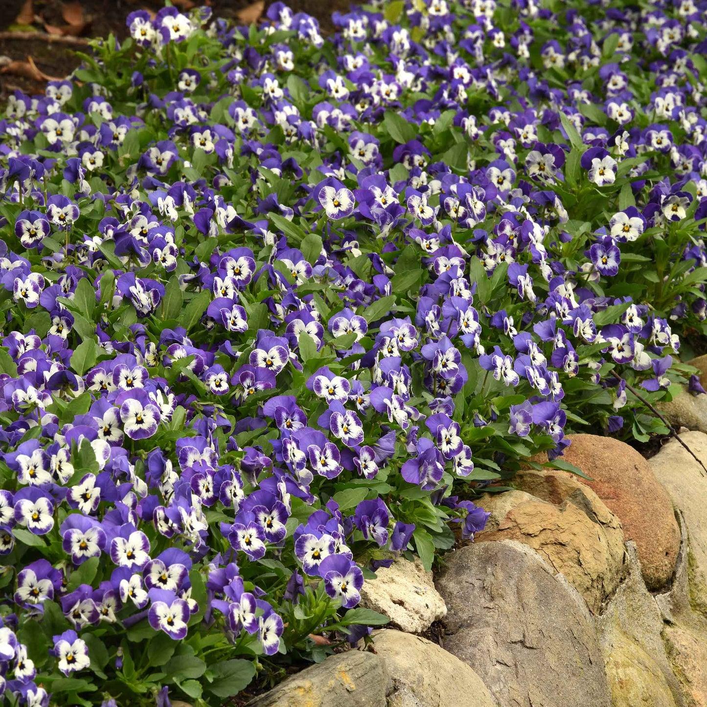 Viola Cornuta 'sorbet Xp True Blue' - View 6 from www redcrocus com
