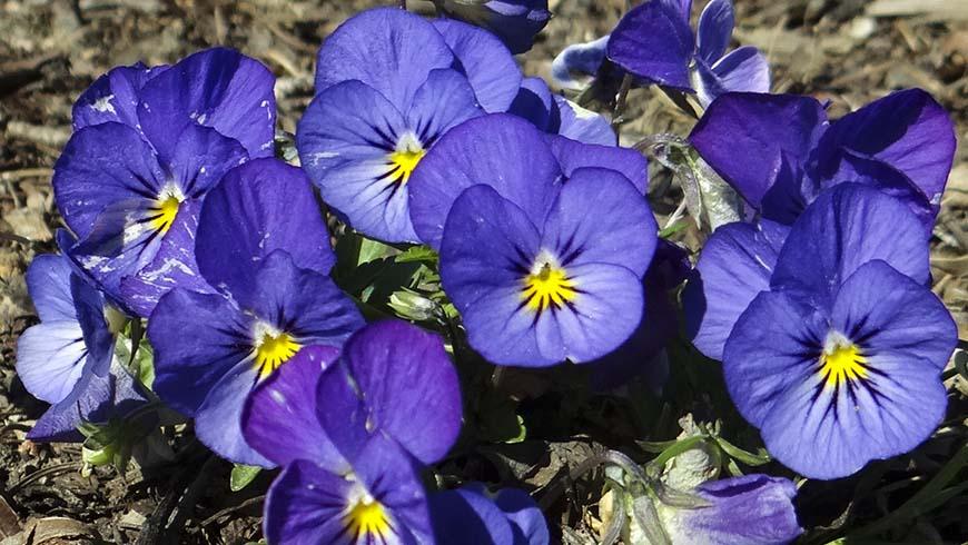 Viola Cornuta 'sorbet Xp True Blue' - View 7 from www redcrocus com