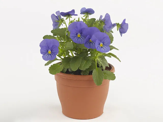 Viola Cornuta 'sorbet Xp True Blue' - View 8 from www redcrocus com