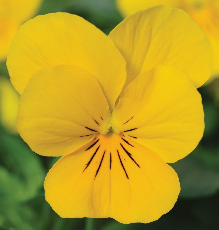 Viola Cornuta 'sorbet Xp Yellow' - View 1 from www redcrocus com