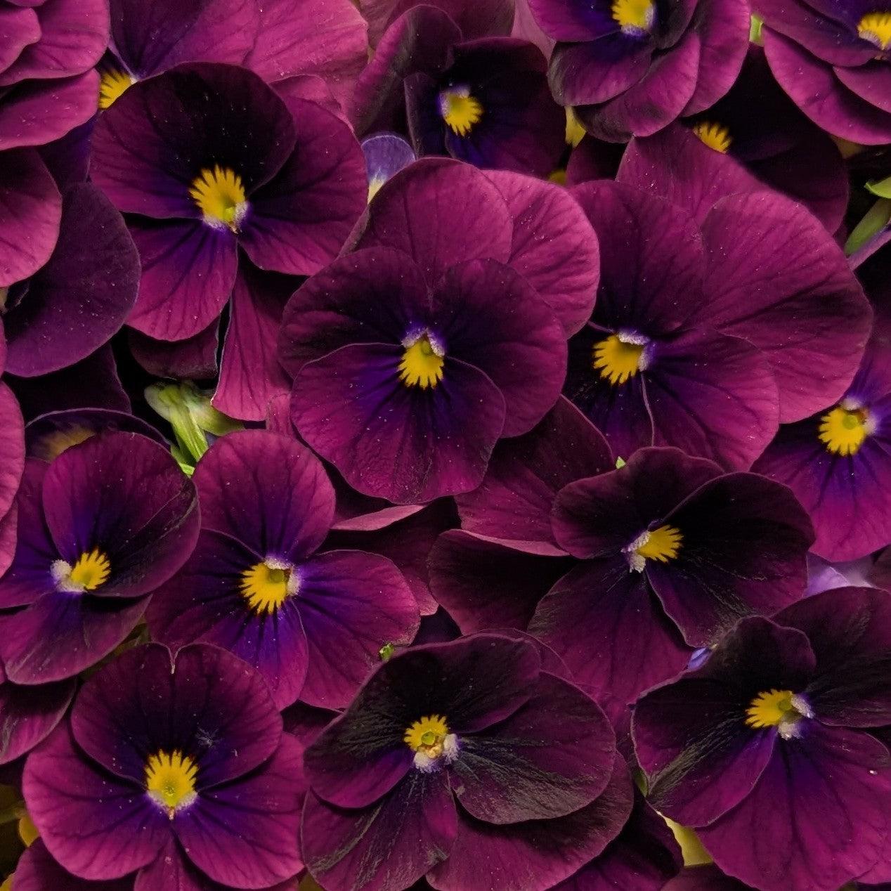 Viola Cornuta 'sorbet Xp Yellow' - View 25 from www redcrocus com