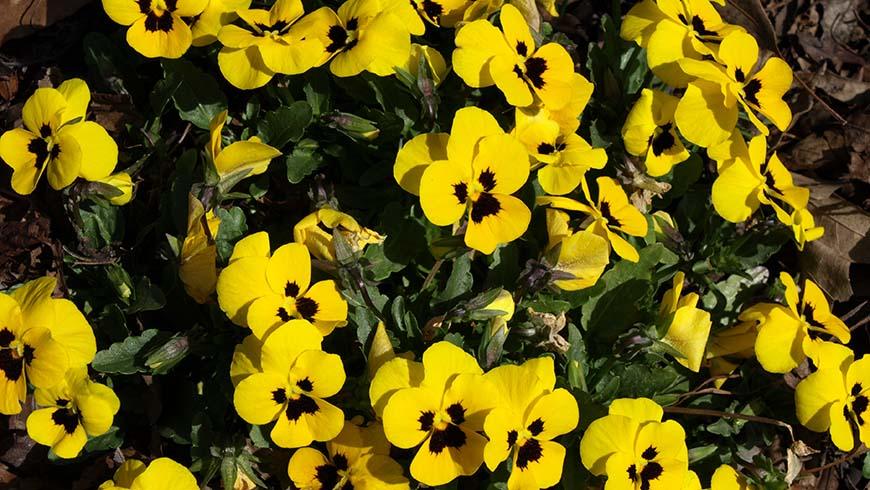 Viola Cornuta 'sorbet Xp Yellow' - View 27 from www redcrocus com