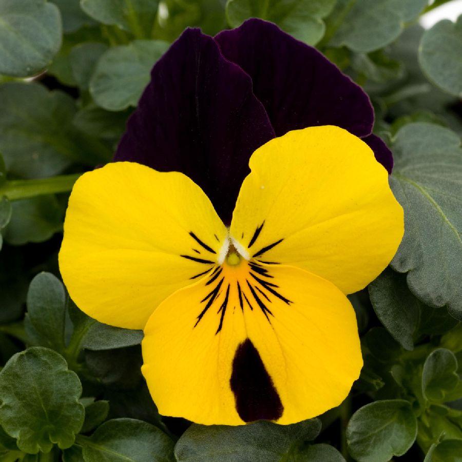 Viola Cornuta 'sorbet Xp Yellow' - View 2 from www redcrocus com