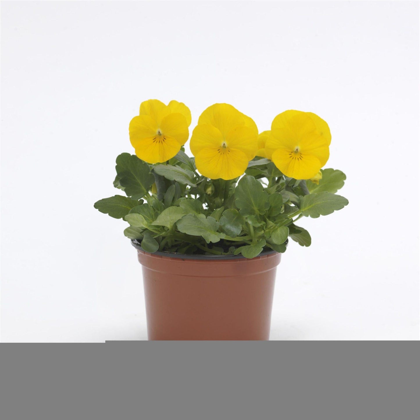 Viola Cornuta 'sorbet Xp Yellow' - View 3 from www redcrocus com