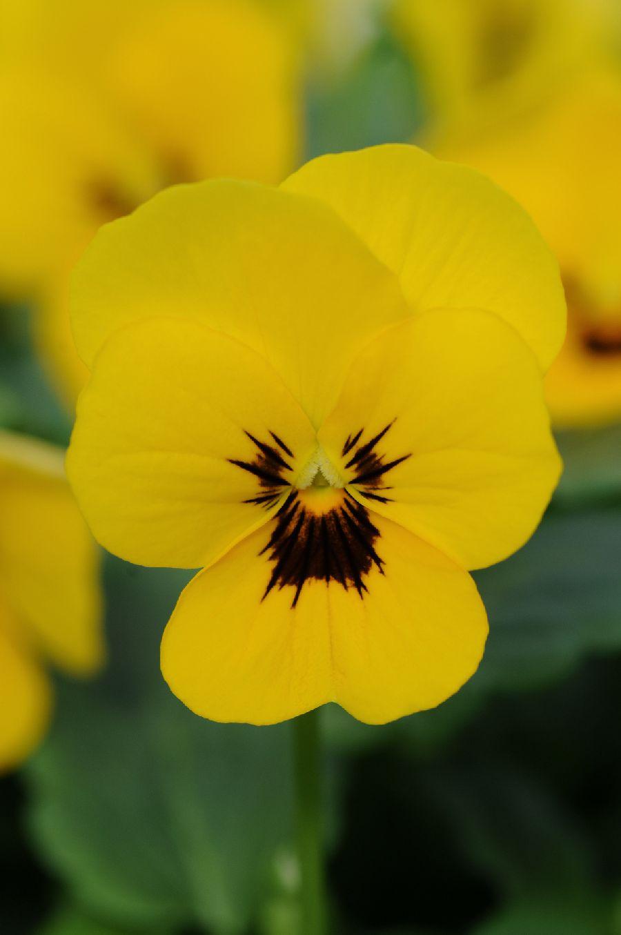 Viola Cornuta 'sorbet Xp Yellow' - View 4 from www redcrocus com