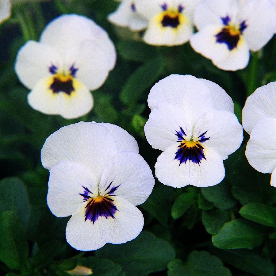 Viola Cornuta 'sorbet Xp Yellow' - View 7 from www redcrocus com