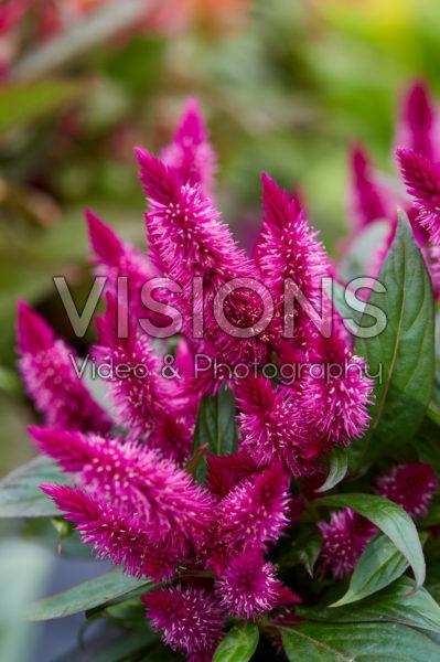 Celosia 'kelos Atomic Violet' - View 10 from www redcrocus com