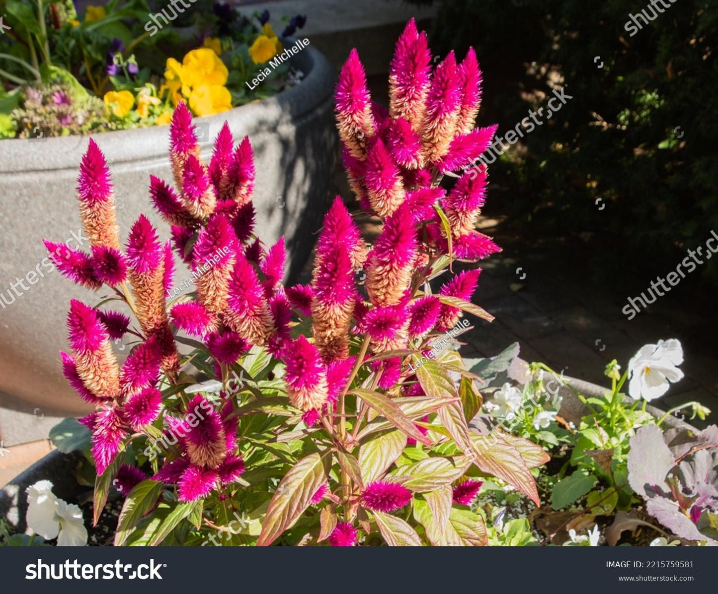 Celosia 'kelos Atomic Violet' - View 11 from www redcrocus com