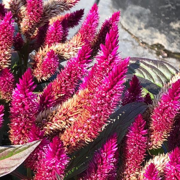 Celosia 'kelos Atomic Violet' - View 12 from www redcrocus com