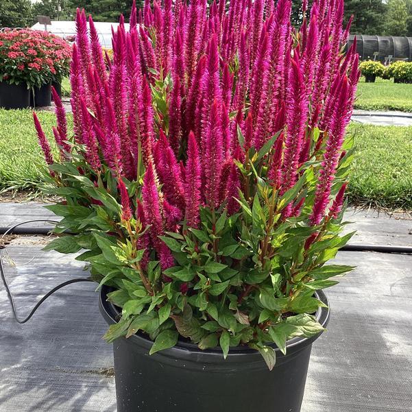 Celosia 'kelos Atomic Violet' - View 13 from www redcrocus com