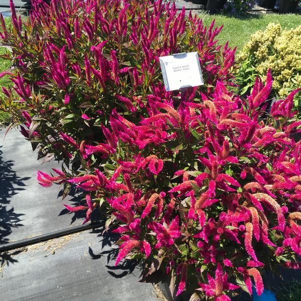 Celosia 'kelos Atomic Violet' - View 14 from www redcrocus com