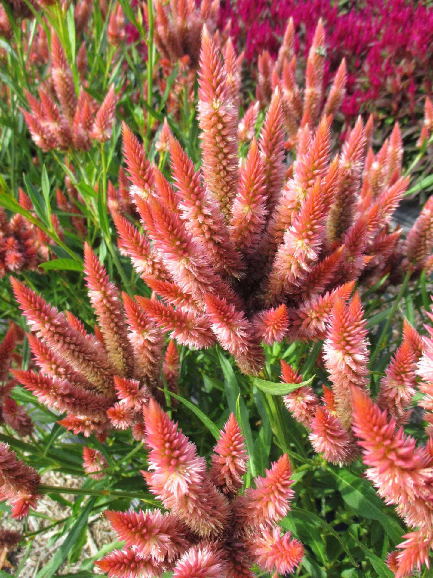 Celosia 'kelos Atomic Violet' - View 15 from www redcrocus com