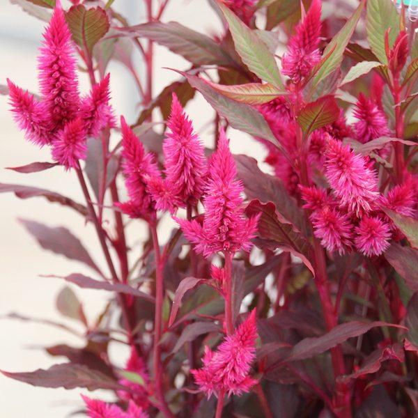 Celosia 'kelos Atomic Violet' - View 16 from www redcrocus com