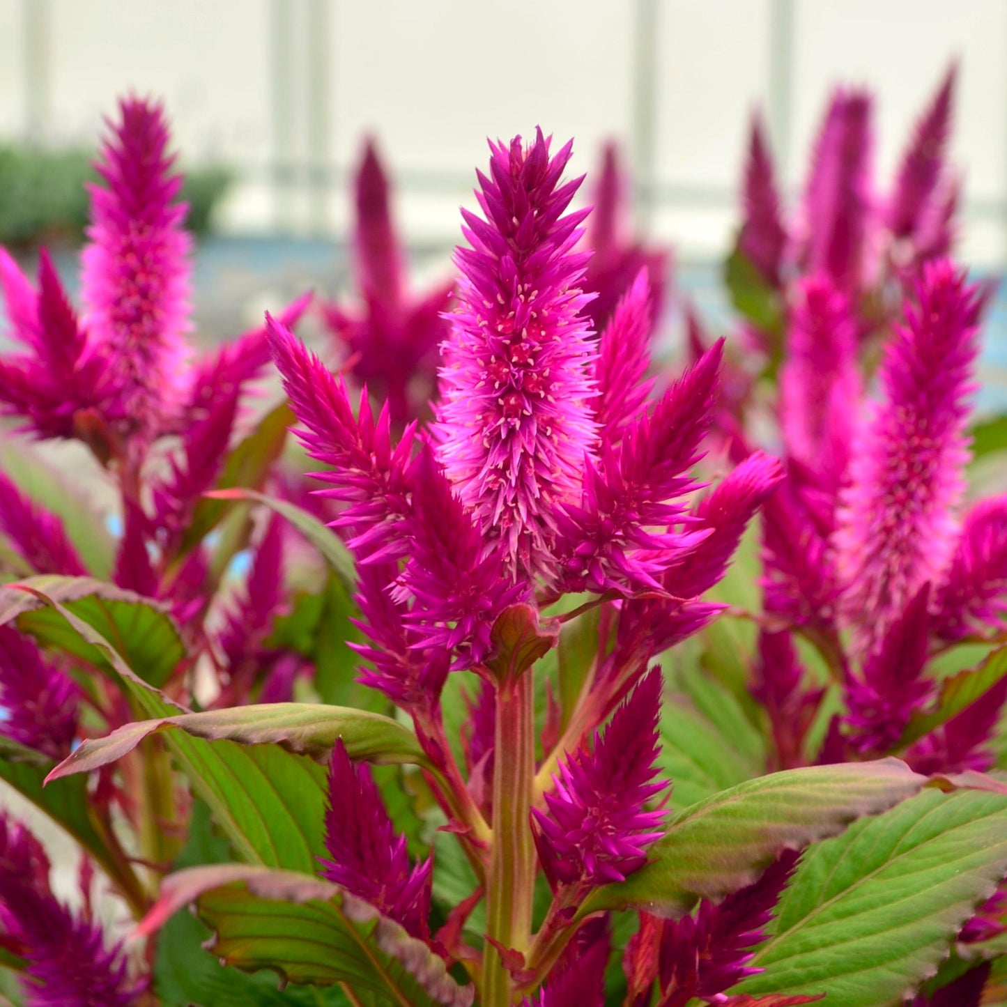 Celosia 'kelos Atomic Violet' - View 2 from www redcrocus com