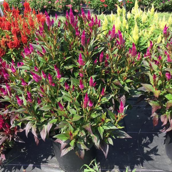 Celosia 'kelos Atomic Violet' - View 3 from www redcrocus com