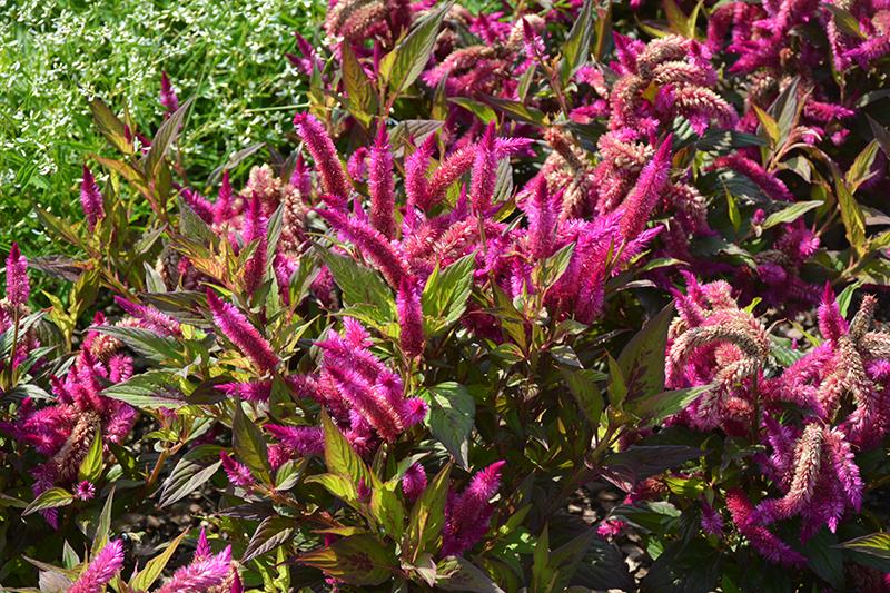 Celosia 'kelos Atomic Violet' - View 4 from www redcrocus com