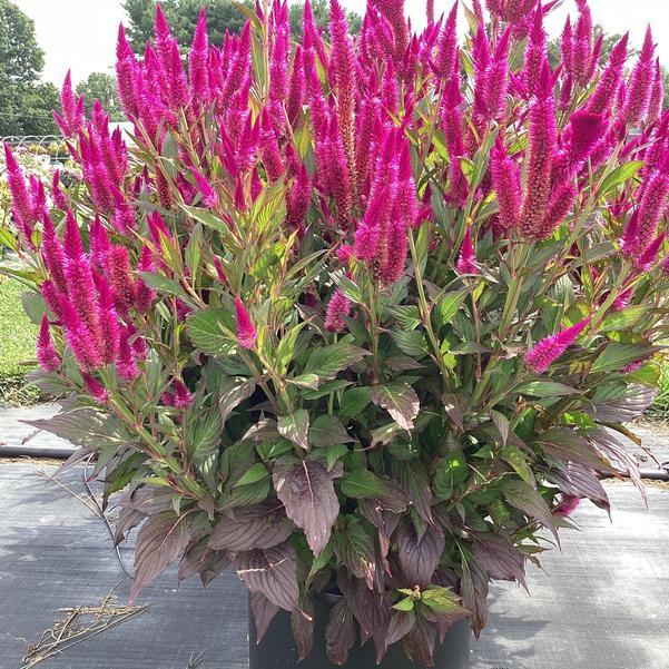 Celosia 'kelos Atomic Violet' - View 6 from www redcrocus com