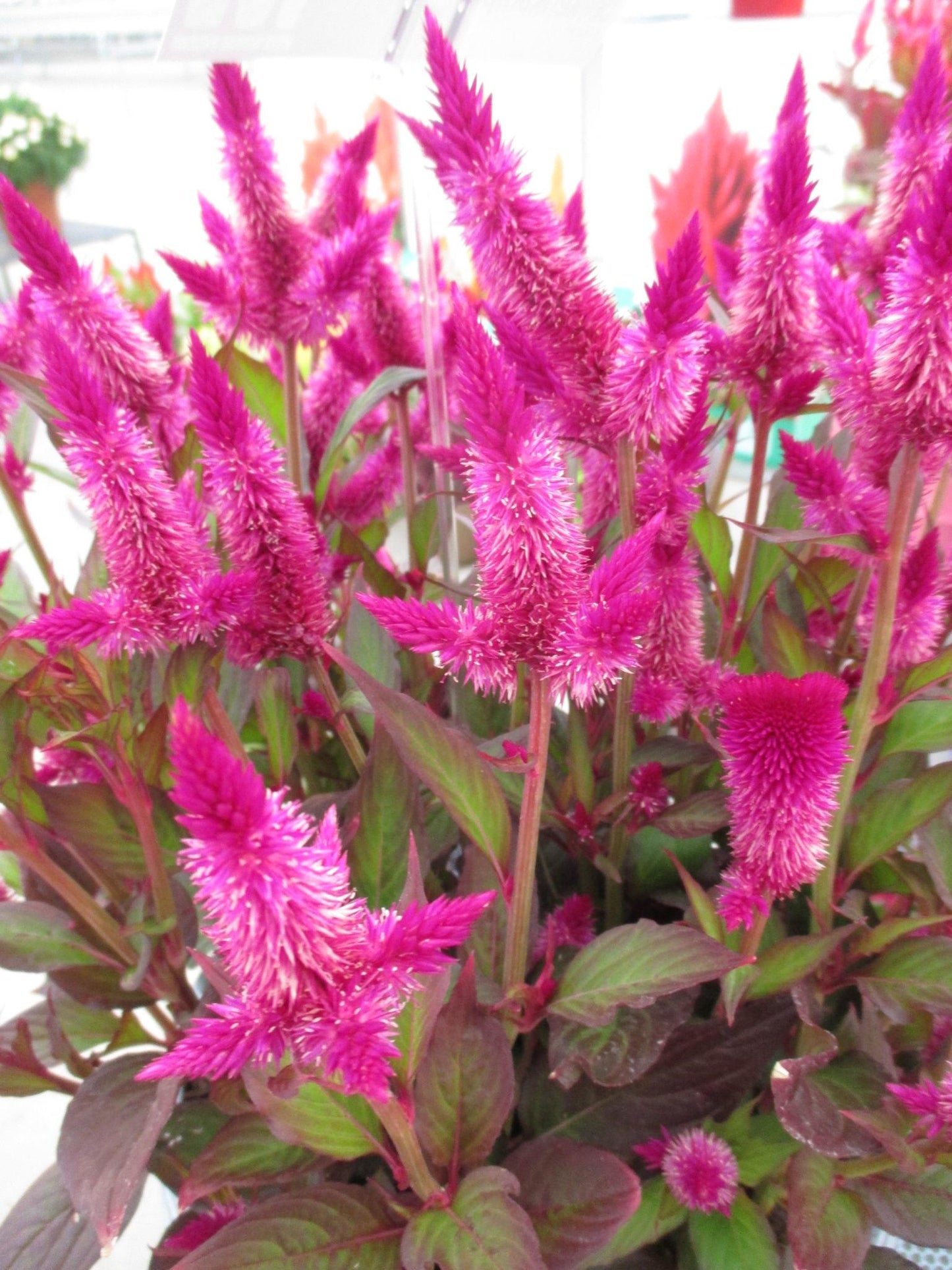 Celosia 'kelos Atomic Violet' - View 7 from www redcrocus com