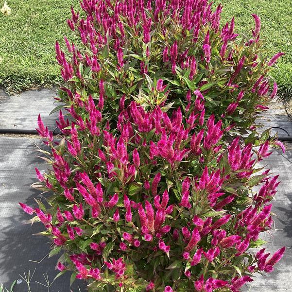 Celosia 'kelos Atomic Violet' - View 9 from www redcrocus com
