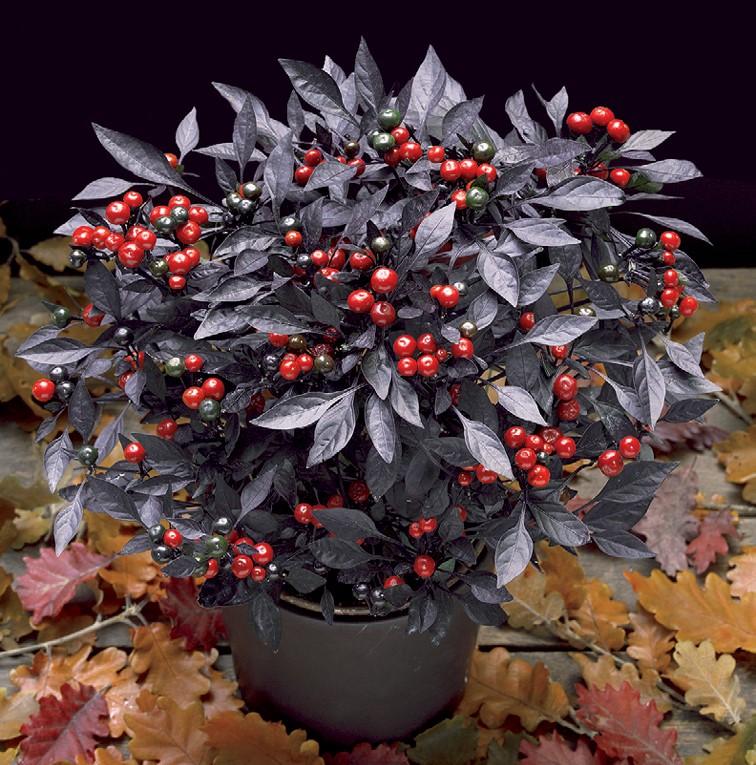 Pepper, Ornamental 'onyx Red' - View 10 from www redcrocus com