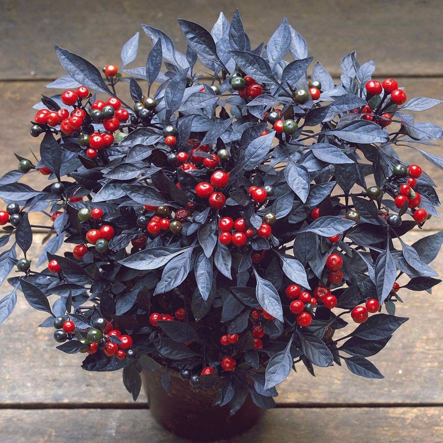 Pepper, Ornamental 'onyx Red' - View 11 from www redcrocus com