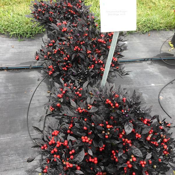 Pepper, Ornamental 'onyx Red' - View 12 from www redcrocus com