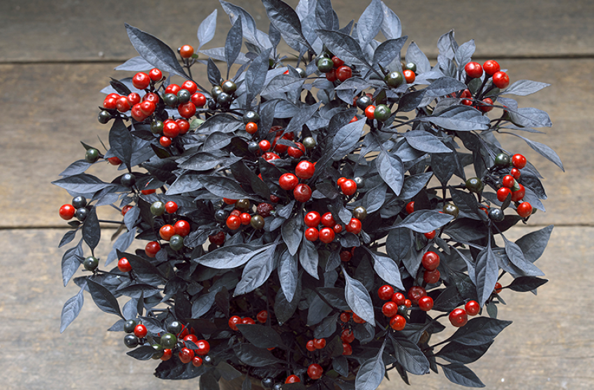 Pepper, Ornamental 'onyx Red' - View 13 from www redcrocus com