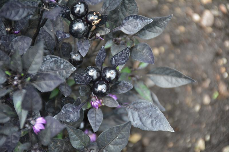 Pepper, Ornamental 'onyx Red' - View 15 from www redcrocus com