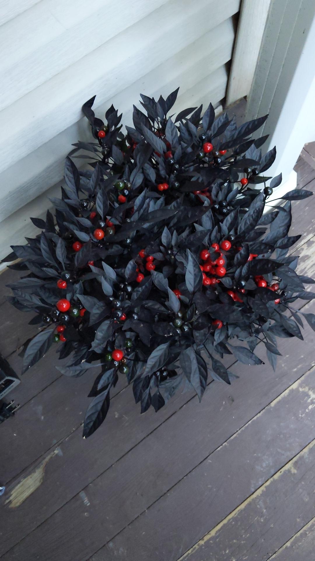 Pepper, Ornamental 'onyx Red' - View 16 from www redcrocus com