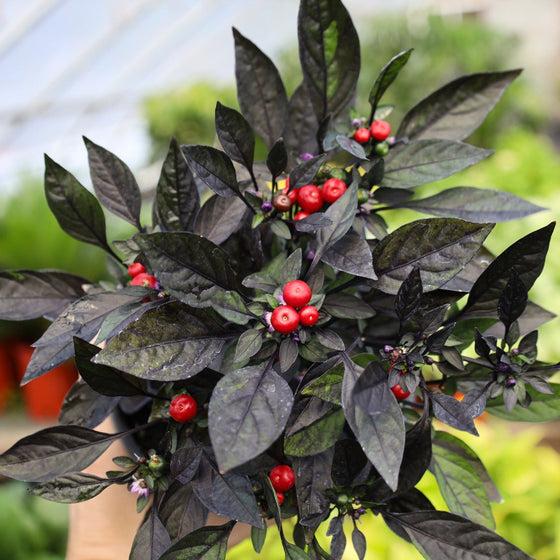 Pepper, Ornamental 'onyx Red' - View 17 from www redcrocus com