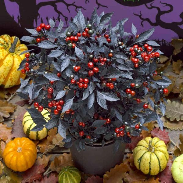Pepper, Ornamental 'onyx Red' - View 18 from www redcrocus com