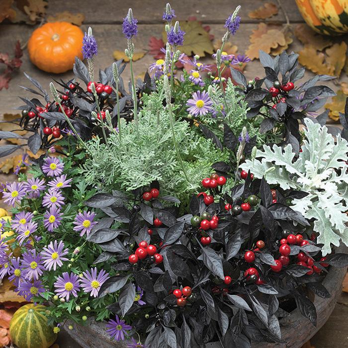 Pepper, Ornamental 'onyx Red' - View 20 from www redcrocus com