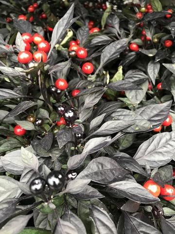Pepper, Ornamental 'onyx Red' - View 21 from www redcrocus com