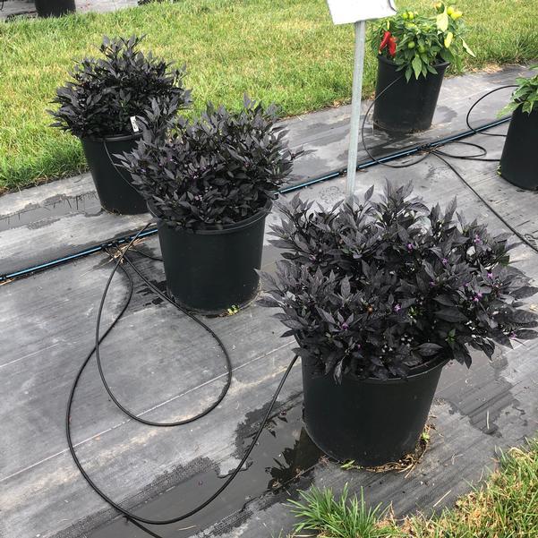 Pepper, Ornamental 'onyx Red' - View 24 from www redcrocus com
