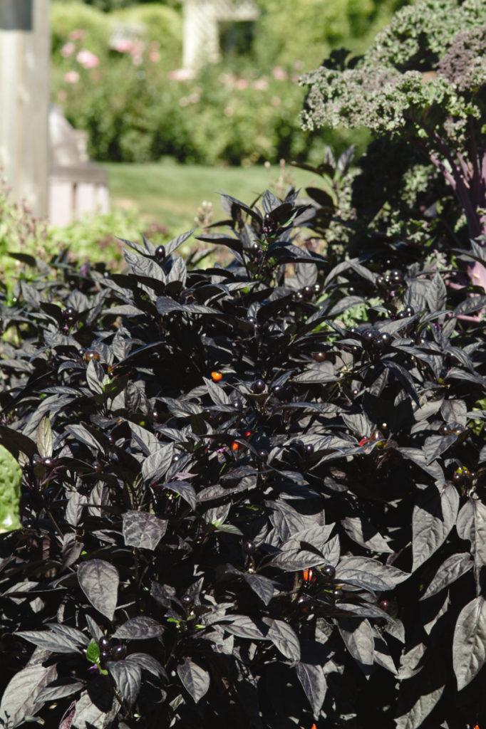 Pepper, Ornamental 'onyx Red' - View 26 from www redcrocus com