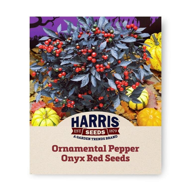 Pepper, Ornamental 'onyx Red' - View 27 from www redcrocus com