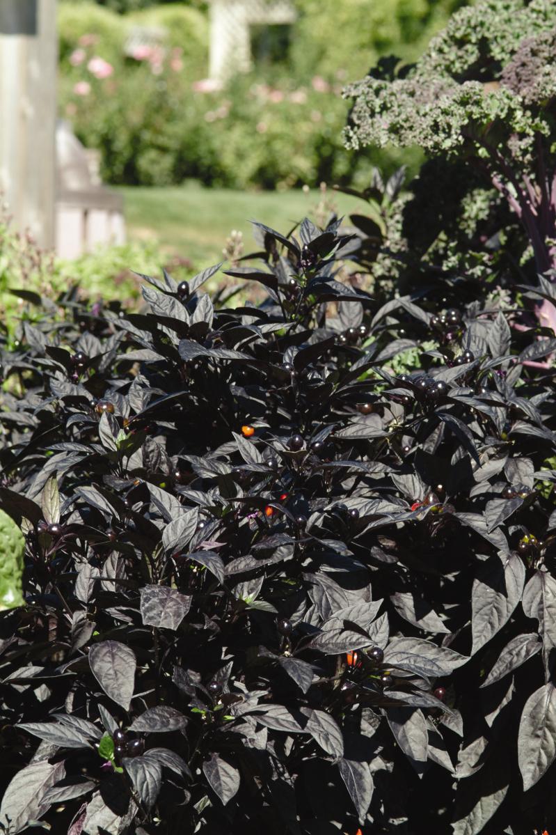 Pepper, Ornamental 'onyx Red' - View 28 from www redcrocus com