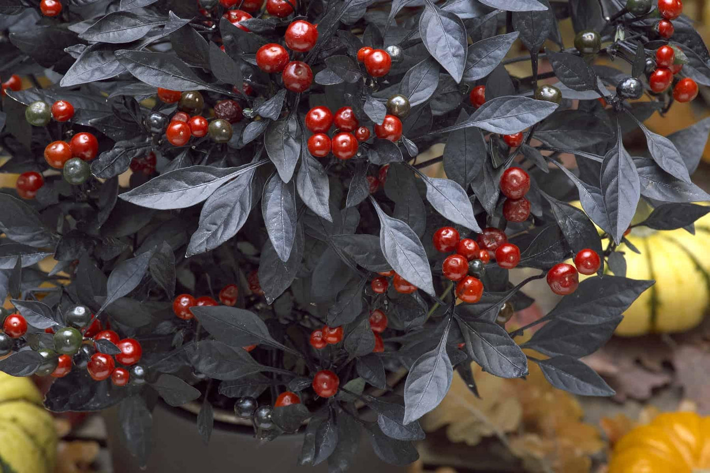 Pepper, Ornamental 'onyx Red' - View 2 from www redcrocus com