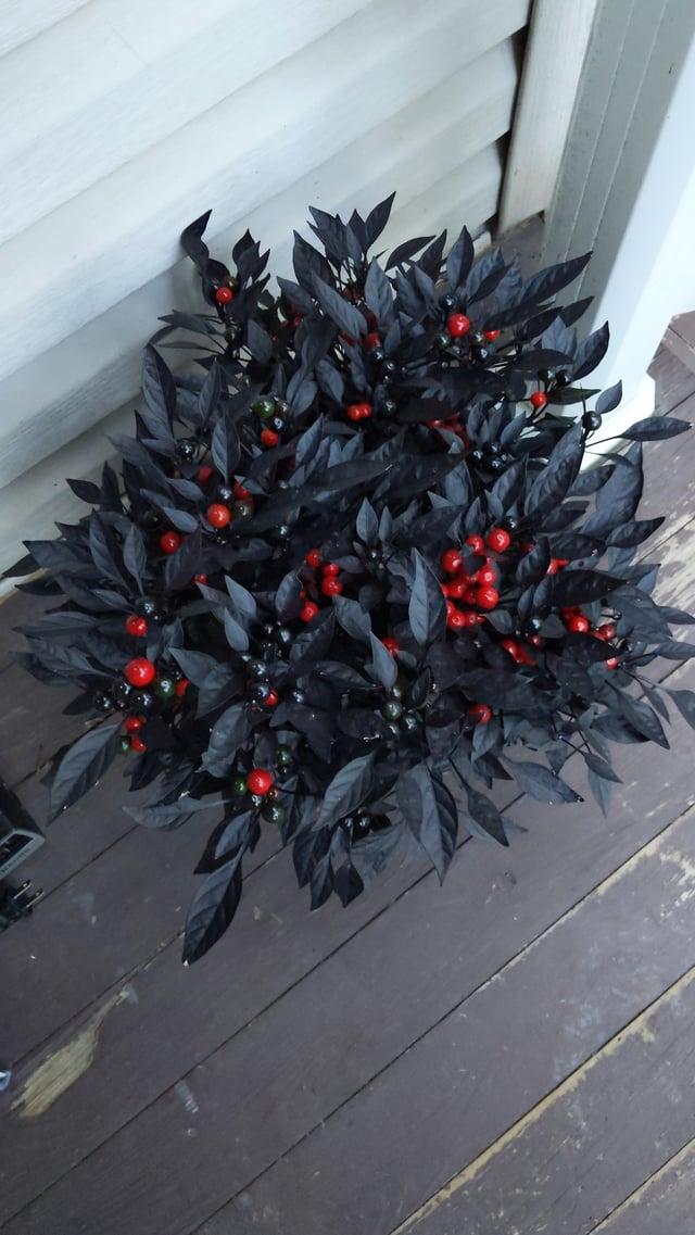 Pepper, Ornamental 'onyx Red' - View 30 from www redcrocus com