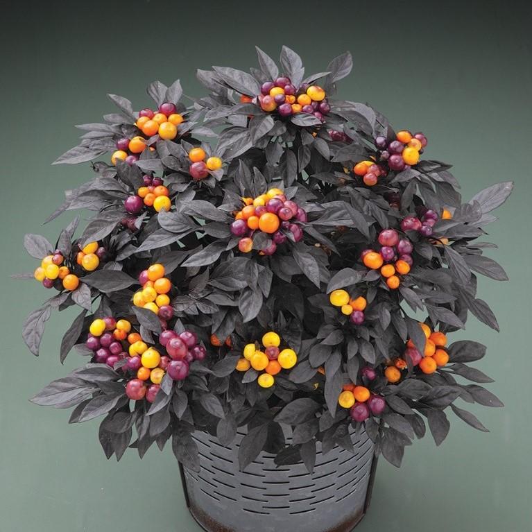 Pepper, Ornamental 'onyx Red' - View 31 from www redcrocus com