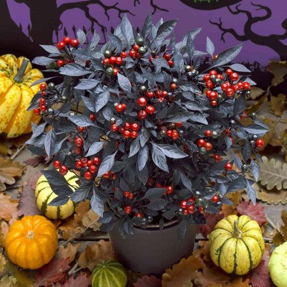 Pepper, Ornamental 'onyx Red' - View 32 from www redcrocus com
