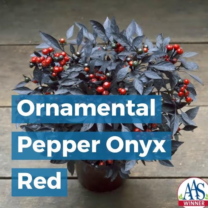 Pepper, Ornamental 'onyx Red' - View 34 from www redcrocus com