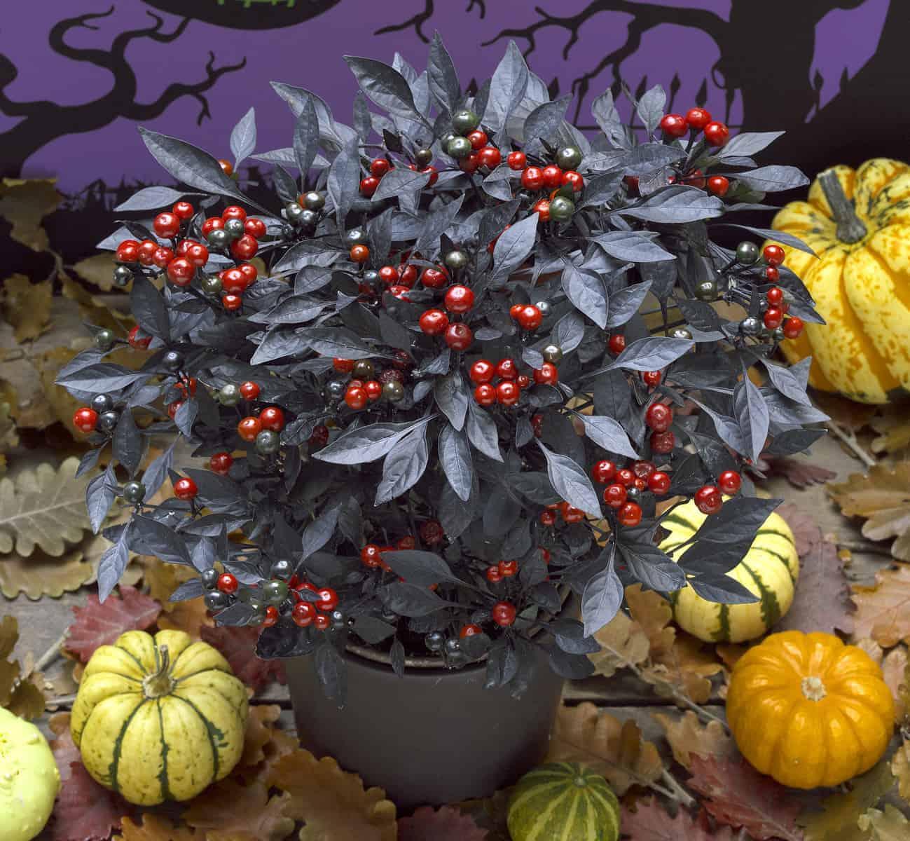Pepper, Ornamental 'onyx Red' - View 3 from www redcrocus com