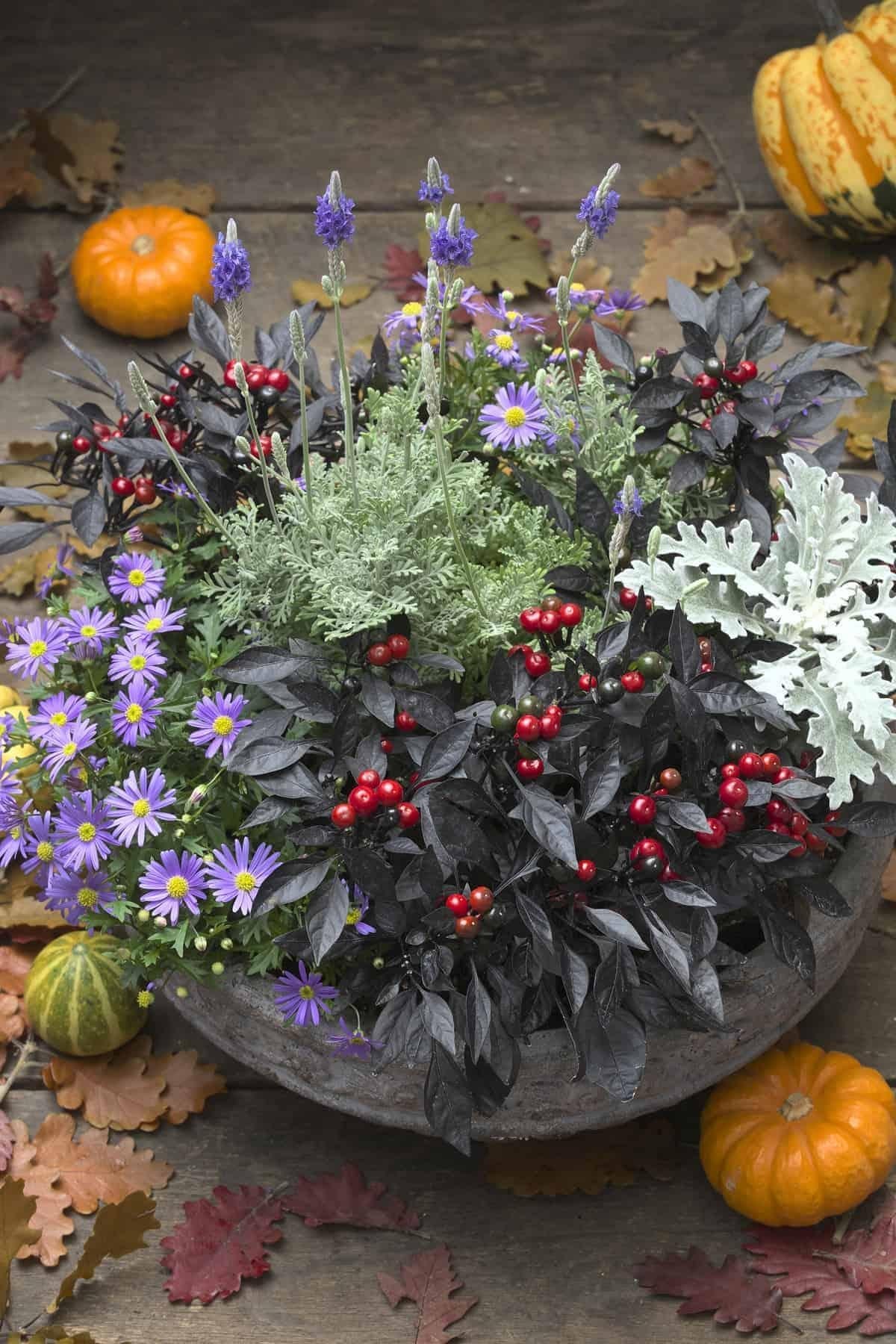 Pepper, Ornamental 'onyx Red' - View 5 from www redcrocus com
